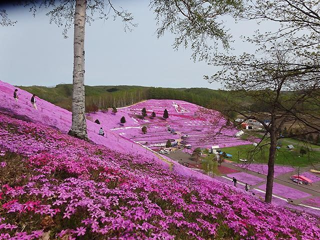 ひがしもこと芝桜公園イメージ
