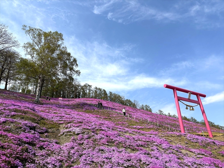 ひがしもこと芝桜公園