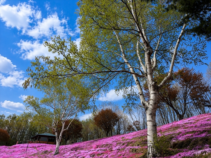 ひがしもこと芝桜公園