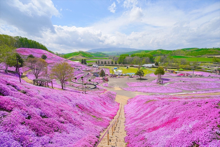 ひがしもこと芝桜公園