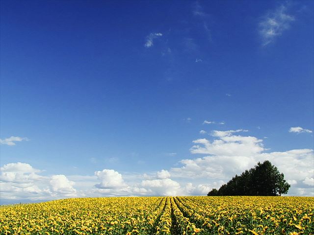 Hokkaido sunflower field