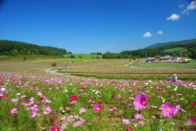 Engaru Sun Hills Park Cosmos Field