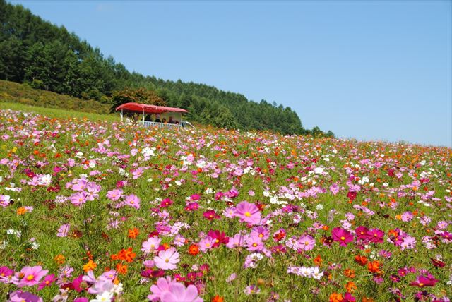 Engaru Sun Hills Park Cosmos Field