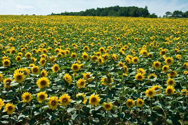 Hokuryu Sunflower Fields