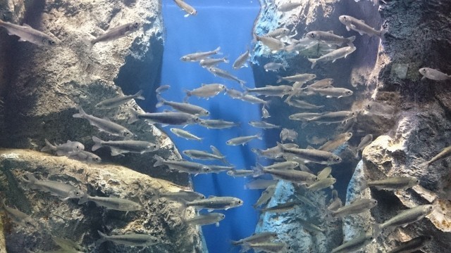北見山の水族館イメージ
