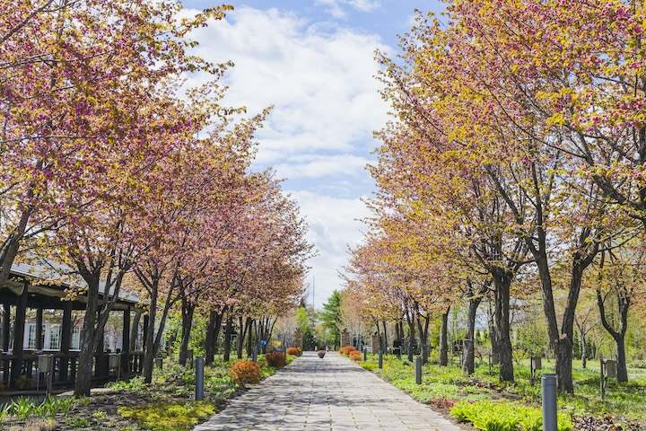 十勝ヒルズ 桜