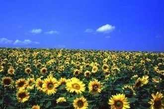 北海道のひまわり畑