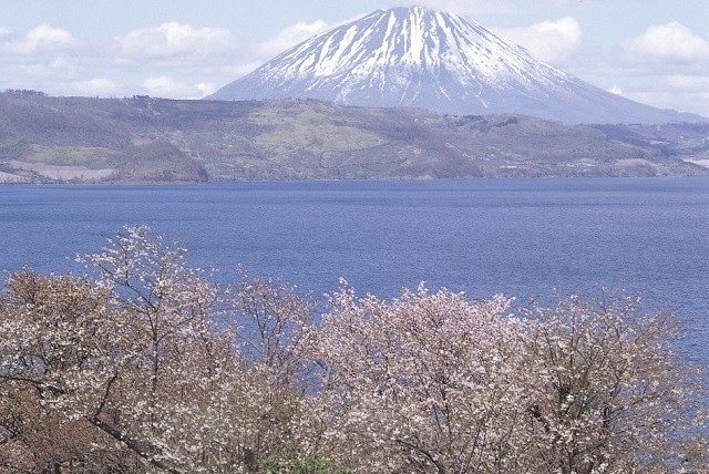 洞爺湖桜