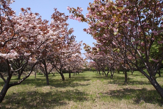 室蘭桜