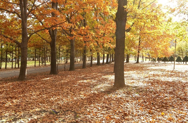秋の円山イメージ