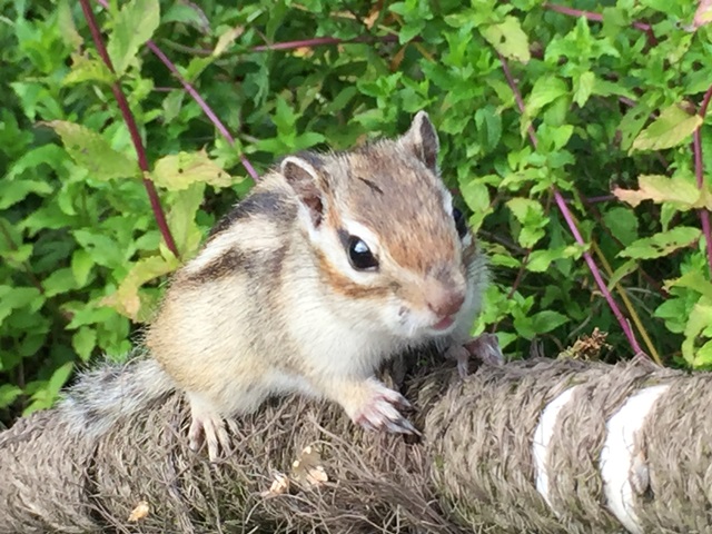 オホーツクシマリス公園は癒し度満点なリスの楽園 周辺の網走癒しスポット4選