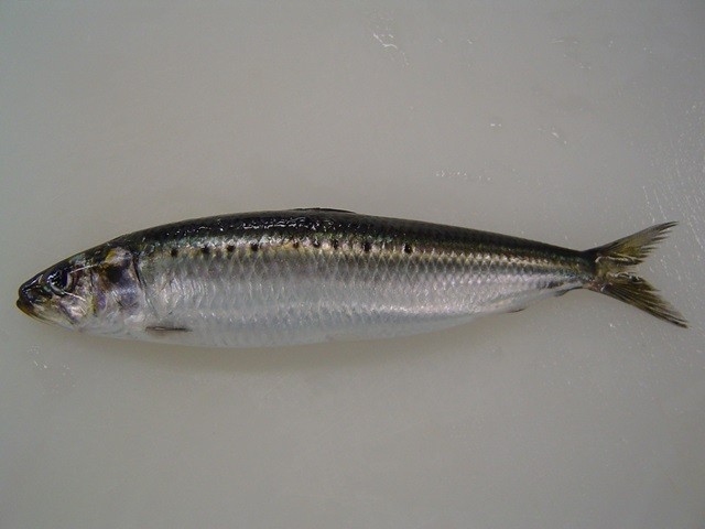 釧路の魚イメージ