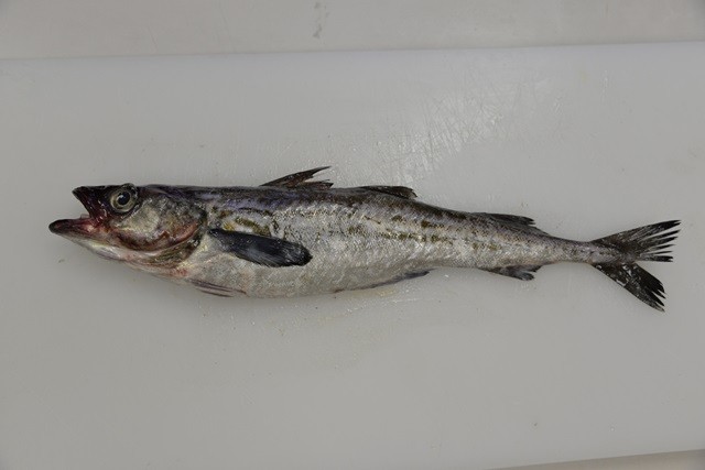 釧路の魚イメージ