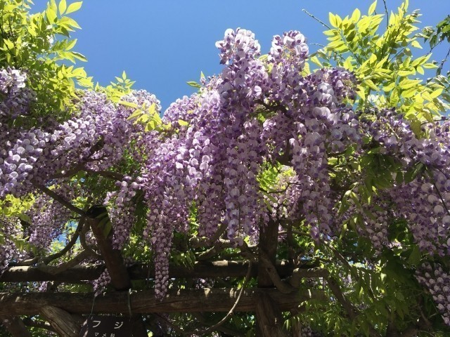 道南春の花イメージ