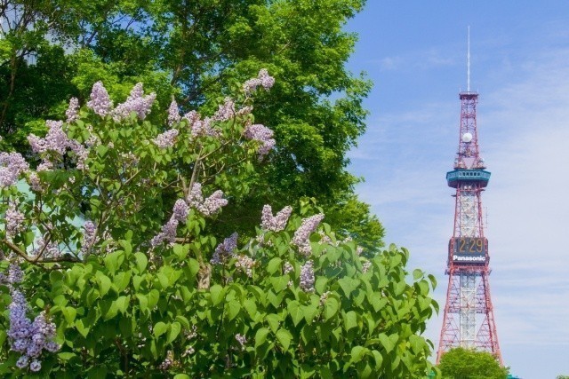 北海道の初夏を彩る ライラック 見ごろとイベント紹介