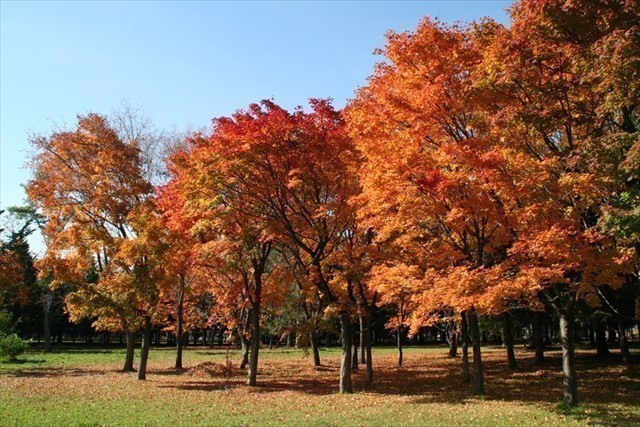 札幌　公園