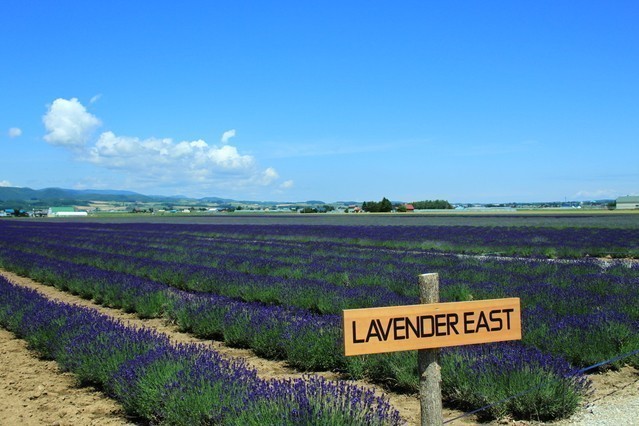 Lavender East