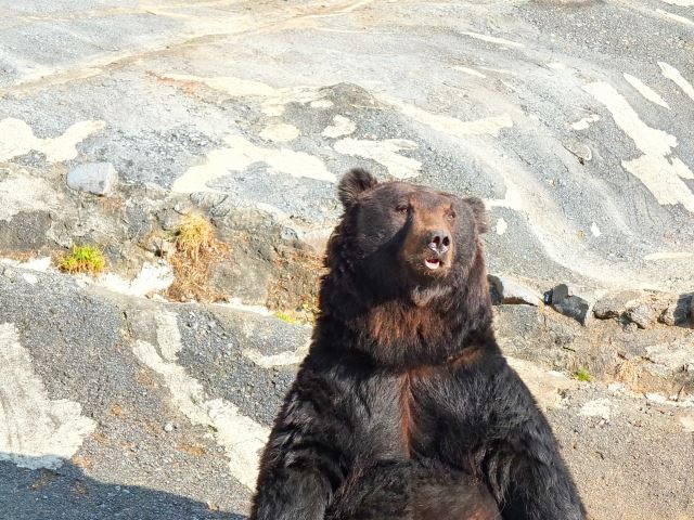 のぼりべつクマ牧場　立ち尽くすエゾヒグマ