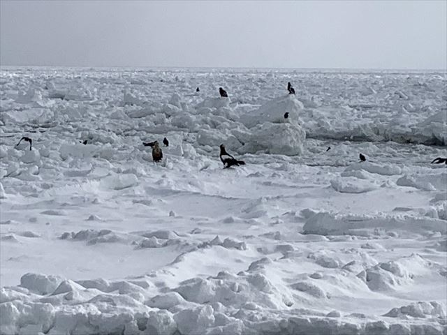 知床　冬　２泊３日　オジロワシ　オオワシを見る　流氷　鳥の群れ