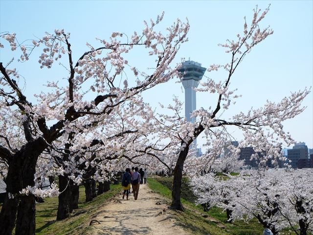 百花繚乱 北海道の春の絶景6選
