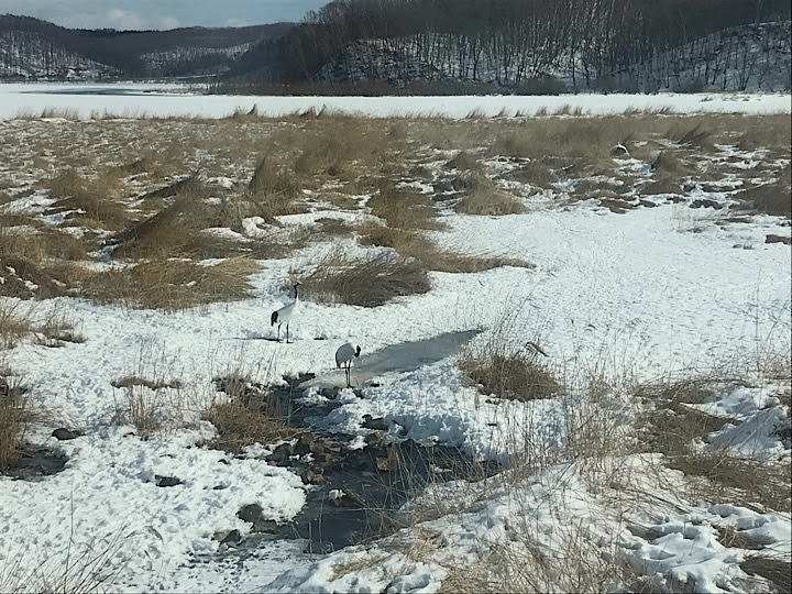 SL冬の湿原号　タンチョウ