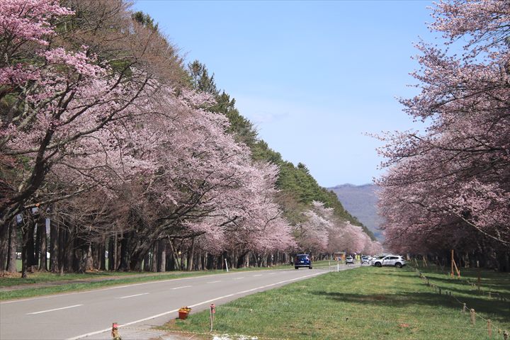 二十軒道路　桜
