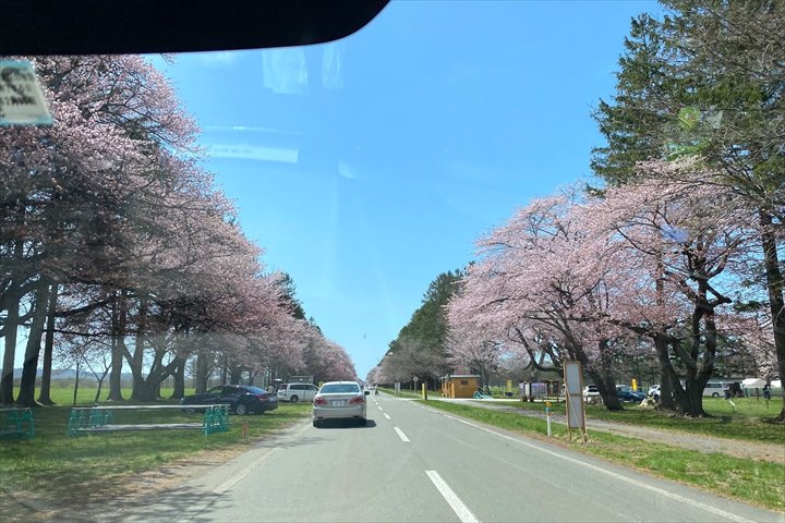 二十軒道路　桜