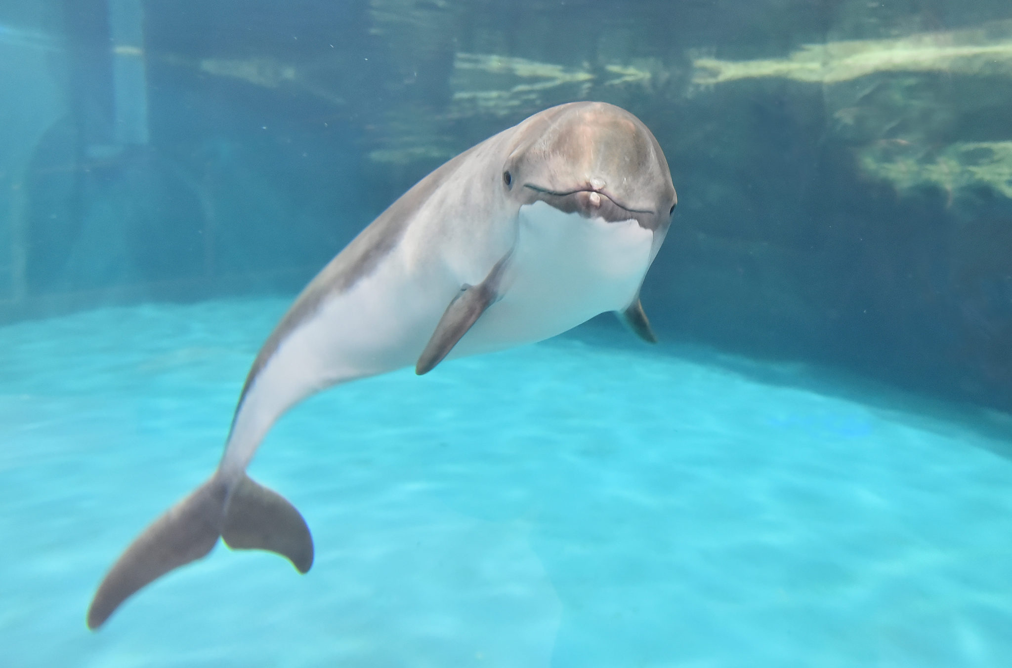 ネズミイルカ　おたる水族館