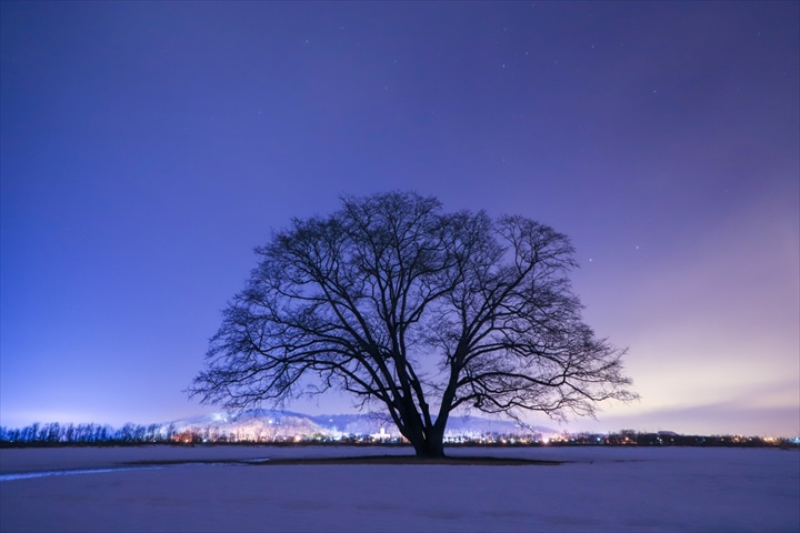 北海道　冬　絶景　ハルニレの木