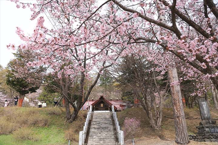 新得神社　桜