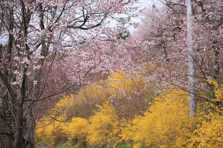 新得神社　桜