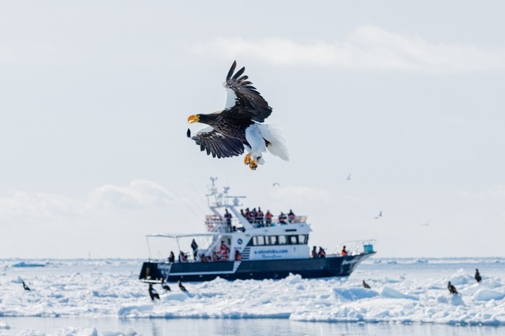 北海道　羅臼　流氷