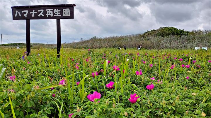 はまなすの丘公園　ハマナスの花摘み体験