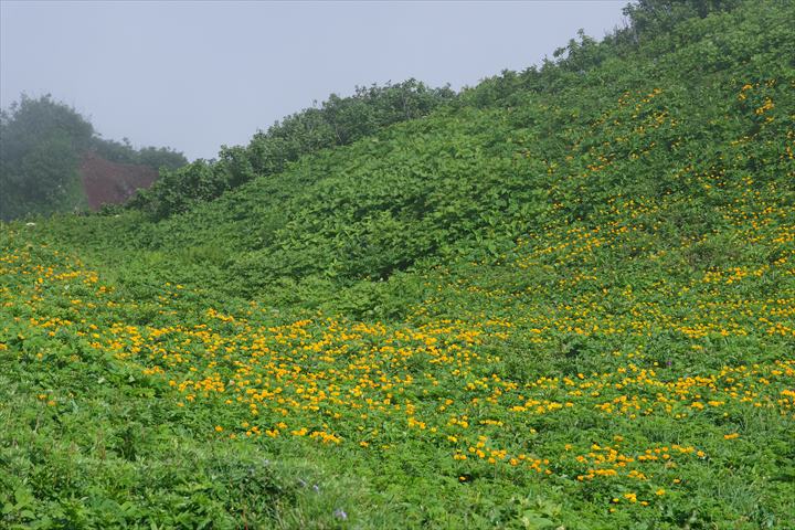 利尻山　登山 ボタンキンバイ