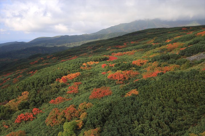 旭岳　紅葉