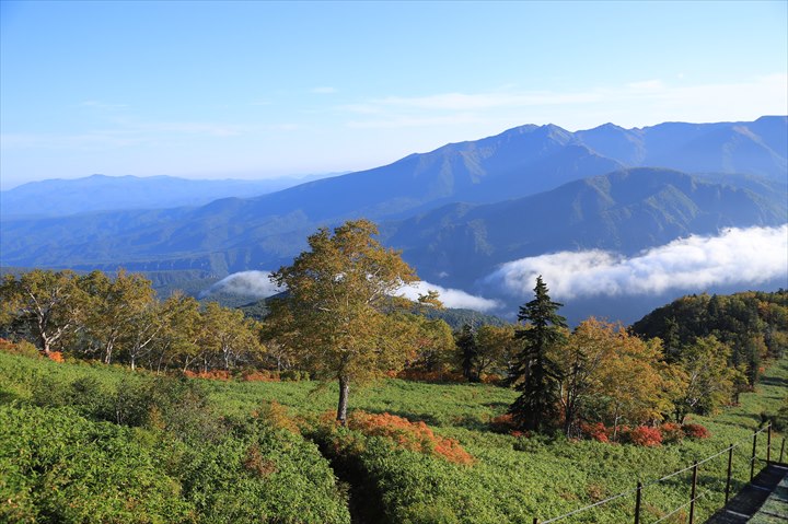 黒岳　紅葉