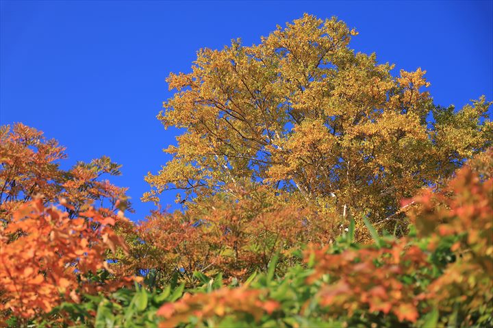 黒岳　紅葉