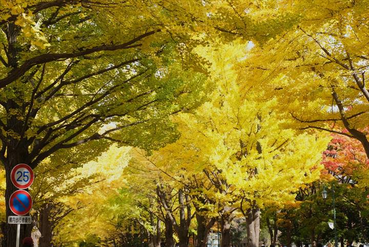 北海道大学　観光　イチョウ並木