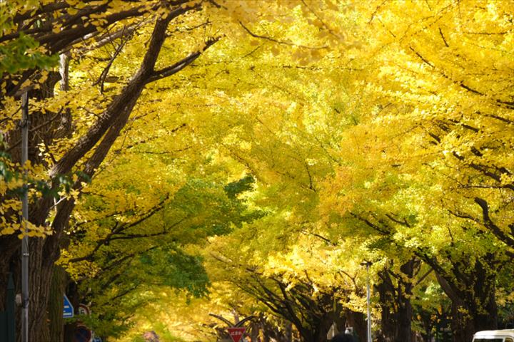 北海道大学　観光　イチョウ並木