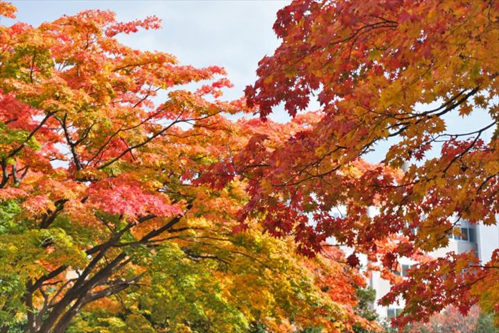 北海道大学　観光　紅葉