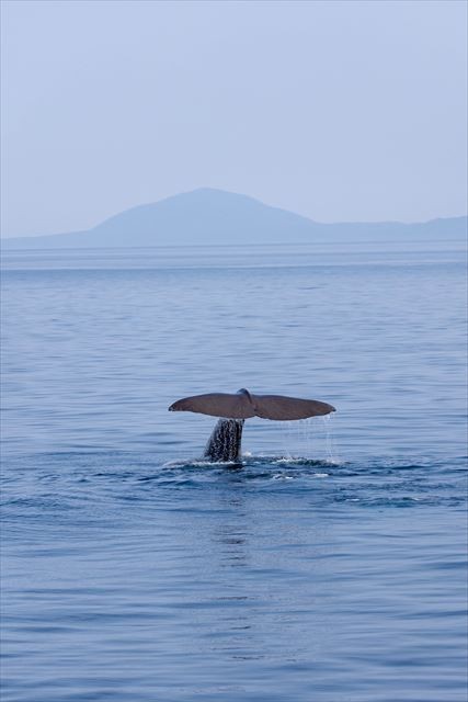 大きな尾びれを上げて潜る羅臼のマッコウクジラ