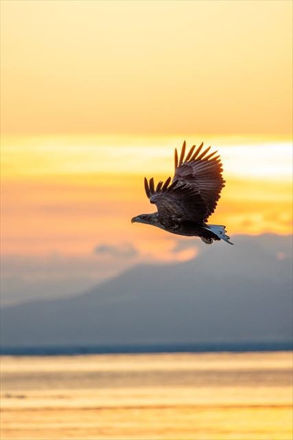 朝日と羅臼の町の鳥オジロワシ