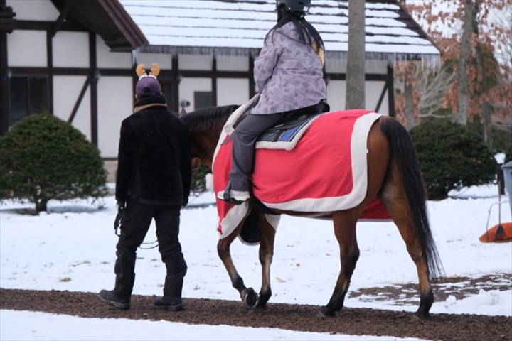 ノーザンホースパーク かんこうひき馬