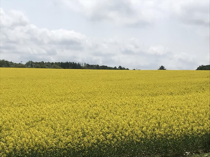 北海道　春　絶景　安平町