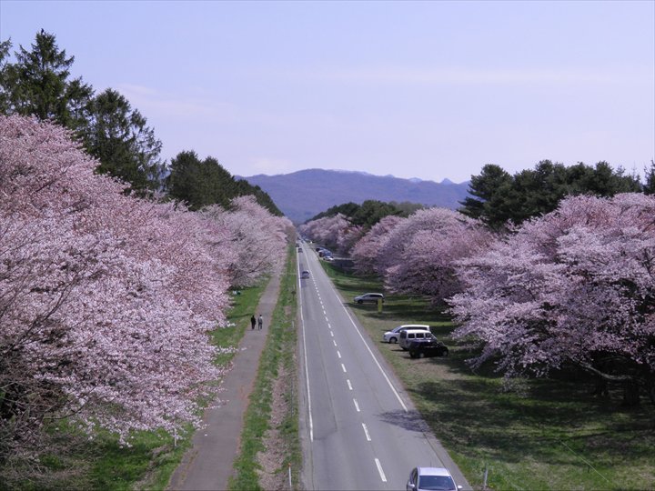 北海道　春　絶景 二十軒道路桜並木