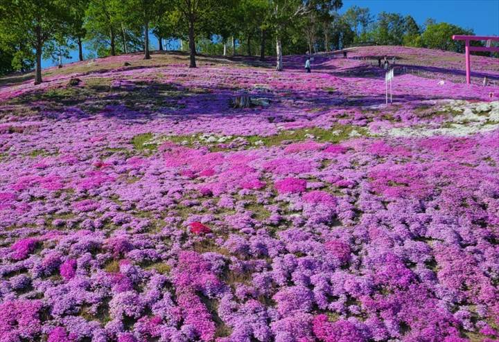 北海道　春　絶景　ひがしもこと芝桜公園