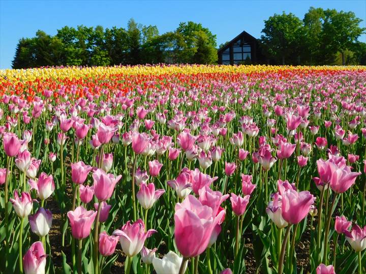 北海道　春　絶景　国営滝野すずらん丘陵公園