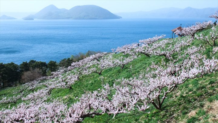 北海道　春　絶景　壮瞥公園梅林