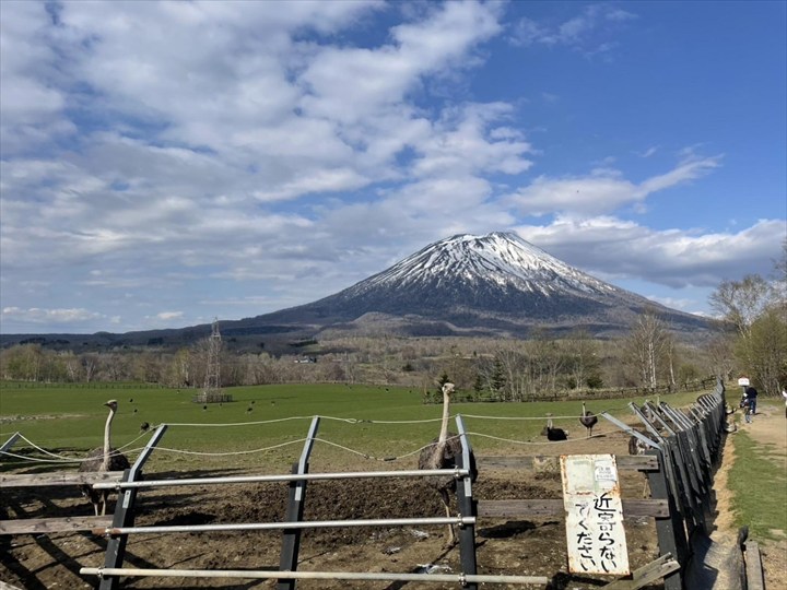第二有島だちょう牧場 だちょう屋　ニセコ　ソフトクリーム　ジェラート