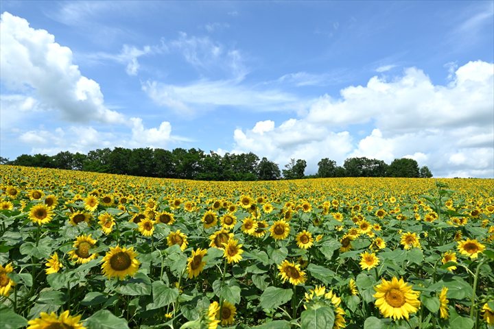 夏　北海道　北竜町　ひまわり